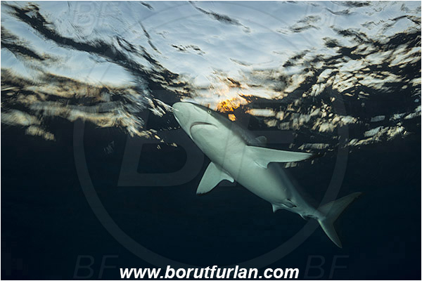 Jardines de la Reina, Cuba, Caribbean sea, Atlantic ocean, Carcharhinus falciformis, Carcharhinus, Carcharhinidae, Elasmobranchii, Silky shark, Shark, Fish, Evening, Sunset