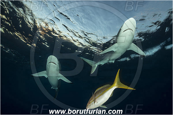 Jardines de la Reina, Cuba, Caribbean sea, Atlantic ocean, Carcharhinus falciformis, Carcharhinus, Carcharhinidae, Elasmobranchii, Silky shark, Shark, Fish, Evening