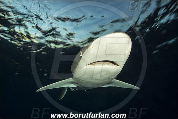 Jardines de la Reina, Cuba, Caribbean sea, Atlantic ocean, Carcharhinus falciformis, Carcharhinus, Carcharhinidae, Elasmobranchii, Silky shark, Shark, Fish, Evening, Portrait