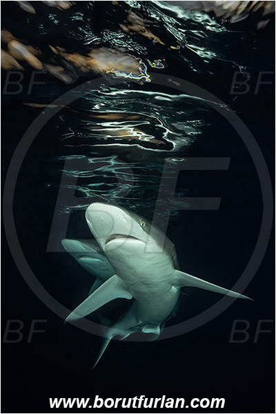 Jardines de la Reina, Cuba, Caribbean sea, Atlantic ocean, Carcharhinus falciformis, Carcharhinus, Carcharhinidae, Elasmobranchii, Silky shark, Shark, Fish, Night, Reflection, Sunset