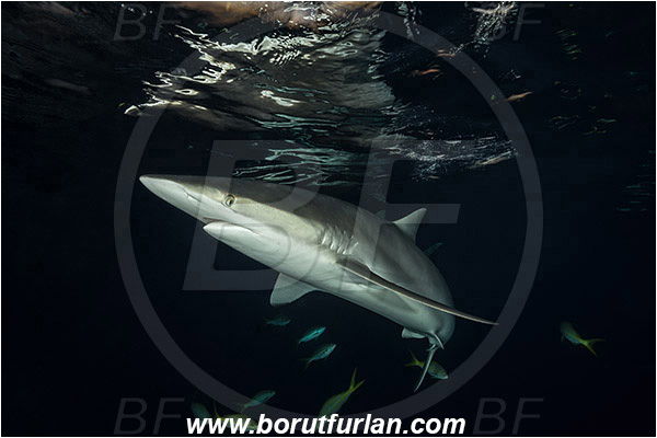 Jardines de la Reina, Cuba, Caribbean sea, Atlantic ocean, Carcharhinus falciformis, Carcharhinus, Carcharhinidae, Elasmobranchii, Silky shark, Shark, Fish, Night, Reflection, Sunset