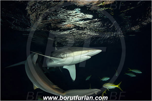 Jardines de la Reina, Cuba, Caribbean sea, Atlantic ocean, Carcharhinus falciformis, Carcharhinus, Carcharhinidae, Elasmobranchii, Silky shark, Shark, Fish, Night, Reflection, Sunset