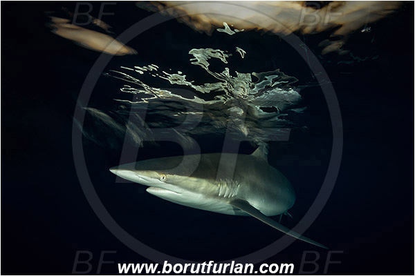 Jardines de la Reina, Cuba, Caribbean sea, Atlantic ocean, Carcharhinus falciformis, Carcharhinus, Carcharhinidae, Elasmobranchii, Silky shark, Shark, Fish, Night, Portrait, Reflection, Sunset