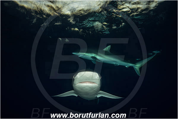 Jardines de la Reina, Cuba, Caribbean sea, Atlantic ocean, Carcharhinus falciformis, Carcharhinus, Carcharhinidae, Elasmobranchii, Silky shark, Shark, Fish, Evening