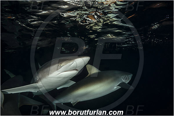 Jardines de la Reina, Cuba, Caribbean sea, Atlantic ocean, Carcharhinus falciformis, Carcharhinus, Carcharhinidae, Elasmobranchii, Silky shark, Shark, Fish, Night, Reflection, Sunset