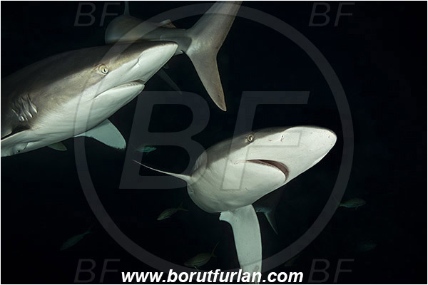Jardines de la Reina, Cuba, Caribbean sea, Atlantic ocean, Carcharhinus falciformis, Carcharhinus, Carcharhinidae, Elasmobranchii, Silky shark, Shark, Fish, Night, Portrait
