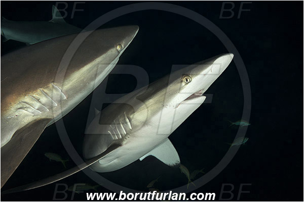 Jardines de la Reina, Cuba, Caribbean sea, Atlantic ocean, Carcharhinus falciformis, Carcharhinus, Carcharhinidae, Elasmobranchii, Silky shark, Shark, Fish, Night, Portrait