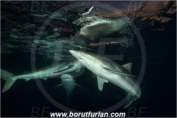Jardines de la Reina, Cuba, Caribbean sea, Atlantic ocean, Carcharhinus falciformis, Carcharhinus, Carcharhinidae, Elasmobranchii, Silky shark, Shark, Fish, Night, Reflection, Sunset