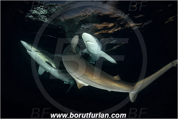 Jardines de la Reina, Cuba, Caribbean sea, Atlantic ocean, Carcharhinus falciformis, Carcharhinus, Carcharhinidae, Elasmobranchii, Silky shark, Shark, Fish, Night, Sunset