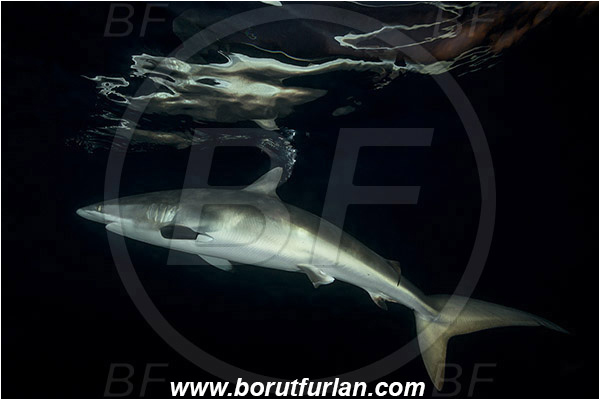 Jardines de la Reina, Cuba, Caribbean sea, Atlantic ocean, Carcharhinus falciformis, Carcharhinus, Carcharhinidae, Elasmobranchii, Silky shark, Shark, Fish, Night, Reflection