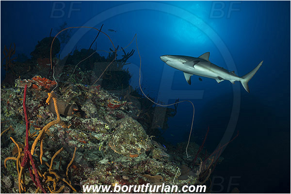 Jardines de la Reina, Cuba, Caribbean sea, Atlantic ocean, Carcharhinus perezii, Carcharhinus, Carcharhinidae, Elasmobranchii, Caribbean reef shark, Shark, Fish, Reef
