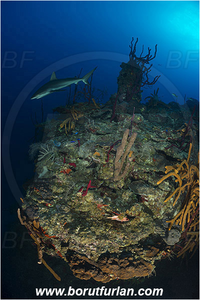 Jardines de la Reina, Cuba, Caribbean sea, Atlantic ocean, Carcharhinus perezii, Carcharhinus, Carcharhinidae, Elasmobranchii, Caribbean reef shark, Shark, Fish, Reef