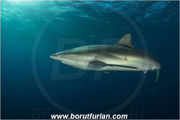 Jardines de la Reina, Cuba, Caribbean sea, Atlantic ocean, Carcharhinus falciformis, Carcharhinus, Carcharhinidae, Elasmobranchii, Silky shark, Shark, Fish