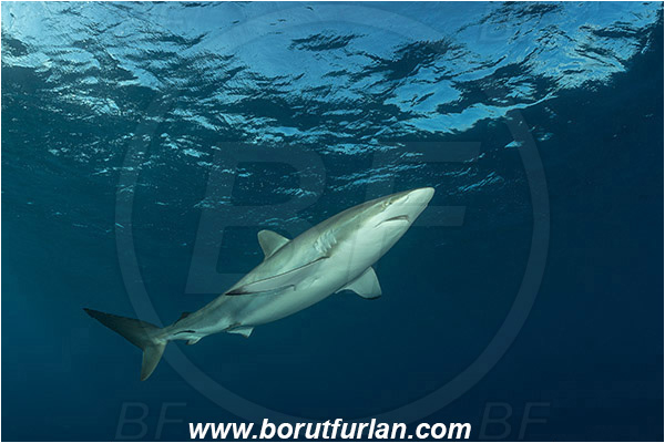 Jardines de la Reina, Cuba, Caribbean sea, Atlantic ocean, Carcharhinus falciformis, Carcharhinus, Carcharhinidae, Elasmobranchii, Silky shark, Shark, Fish