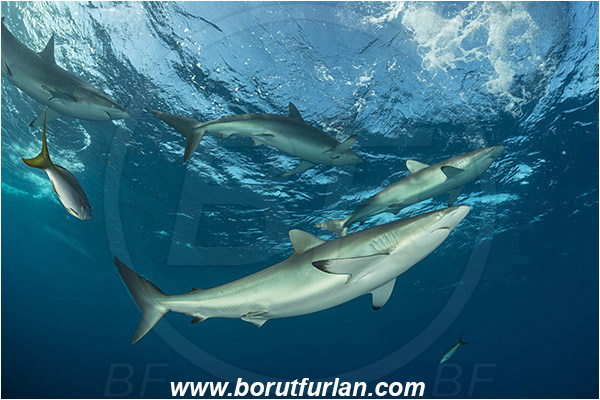 Jardines de la Reina, Cuba, Caribbean sea, Atlantic ocean, Carcharhinus falciformis, Carcharhinus, Carcharhinidae, Elasmobranchii, Silky shark, Shark, Fish