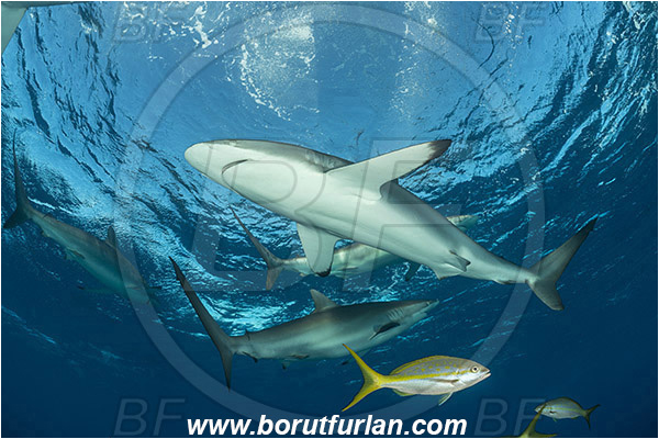 Jardines de la Reina, Cuba, Caribbean sea, Atlantic ocean, Carcharhinus falciformis, Carcharhinus, Carcharhinidae, Elasmobranchii, Silky shark, Shark, Ocyurus chrysurus, Ocyurus, Lutjanidae, Yellowtail snapper, Snapper, Fish, Fish school