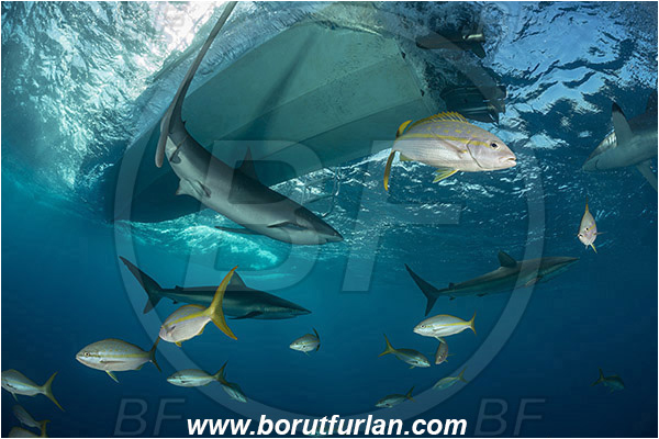 Jardines de la Reina, Cuba, Caribbean sea, Atlantic ocean, Carcharhinus falciformis, Carcharhinus, Carcharhinidae, Elasmobranchii, Silky shark, Shark, Ocyurus chrysurus, Ocyurus, Lutjanidae, Yellowtail snapper, Snapper, Fish, Fish school, Boat