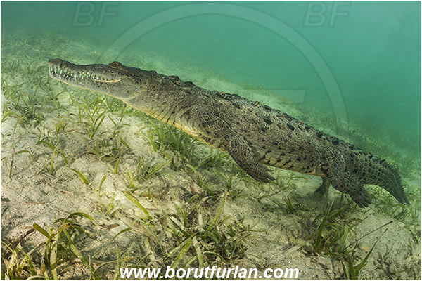 Jardines de la Reina, Cuba, Caribbean sea, Atlantic ocean, Crocodylus acutus, Crocodylus, Crocodylidae, Reptilia, Reptilian, American crocodile, Crocodile, Grass