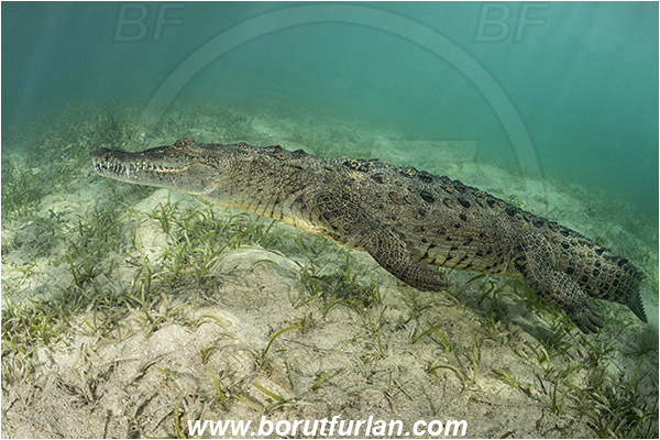 Jardines de la Reina, Cuba, Caribbean sea, Atlantic ocean, Crocodylus acutus, Crocodylus, Crocodylidae, Reptilia, Reptilian, American crocodile, Crocodile, Grass