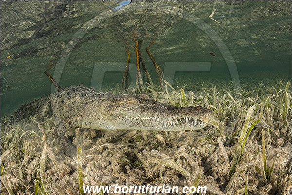 Jardines de la Reina, Cuba, Caribbean sea, Atlantic ocean, Crocodylus acutus, Crocodylus, Crocodylidae, Reptilia, Reptilian, American crocodile, Crocodile, Grass