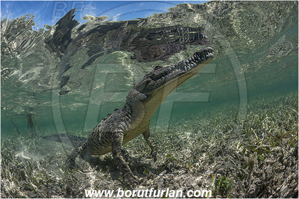 Jardines de la Reina, Cuba, Caribbean sea, Atlantic ocean, Crocodylus acutus, Crocodylus, Crocodylidae, Reptilia, Reptilian, American crocodile, Crocodile, Surface, Grass, Reflection