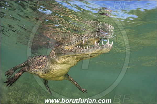 Jardines de la Reina, Cuba, Caribbean sea, Atlantic ocean, Crocodylus acutus, Crocodylus, Crocodylidae, Reptilia, Reptilian, American crocodile, Crocodile, Surface
