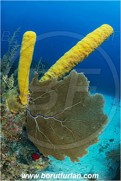 Jardines de la Reina, Cuba, Caribbean sea, Atlantic ocean, Gorgonia flabellum, Gorgonia, Gorgoniidae, Venus Sea Fan, Sea fan, Coral, Cnidaria, Cnidarian, Aplysina fistularis, Aplysina, Aplysinidae, Yellow tube sponge, Sponge, Porifera, Reef