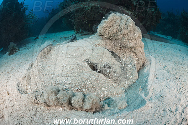 Jardines de la Reina, Cuba, Caribbean sea, Atlantic ocean, Hypanus americanus, Hypanus, Dasyatidae, Elasmobranchii, Southern stingray, Stingray, Fish, Reef, Sand, Digging