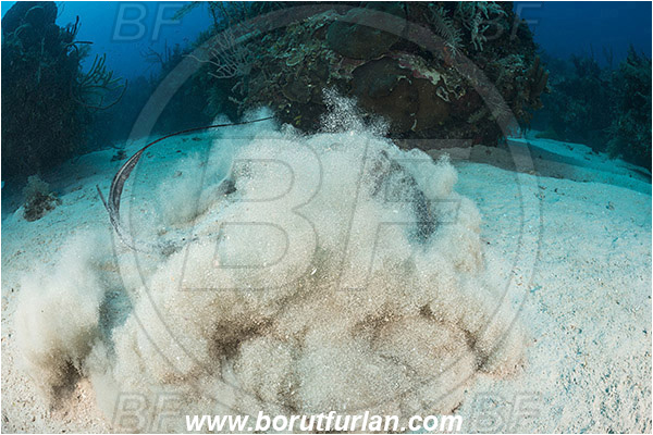 Jardines de la Reina, Cuba, Caribbean sea, Atlantic ocean, Hypanus americanus, Hypanus, Dasyatidae, Elasmobranchii, Southern stingray, Stingray, Fish, Reef, Sand, Digging