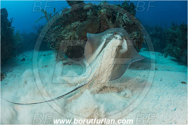 Jardines de la Reina, Cuba, Caribbean sea, Atlantic ocean, Hypanus americanus, Hypanus, Dasyatidae, Elasmobranchii, Southern stingray, Stingray, Fish, Reef, Sand