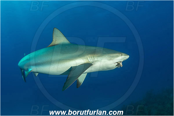 Jardines de la Reina, Cuba, Caribbean sea, Atlantic ocean, Carcharhinus perezii, Carcharhinus, Carcharhinidae, Elasmobranchii, Caribbean reef shark, Shark, Fish, Reef, Feeding on lionfish
