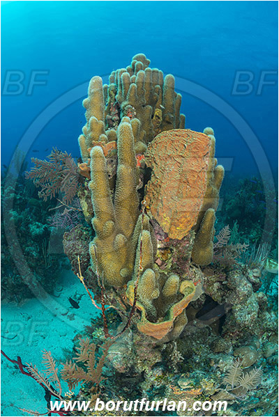 Jardines de la Reina, Cuba, Caribbean sea, Atlantic ocean, Dendrogyra cylindrus, Dendrogyra, Meandrinidae, Anthozoa, Cnidaria, Cnidarian, Pillar Coral, Coral, Verongula gigantea, Verongula, Aplysinidae, Netted Barrel Sponge, Sponge, Porifera, Reef