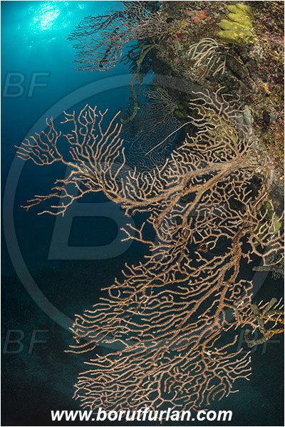 Jardines de la Reina, Cuba, Caribbean sea, Atlantic ocean, Iciligorgia schrammi, Iciligorgia, Anthothelidae, Black Sea Fan, Deep-water Sea Fan, Sea fan, Coral, Cnidaria, Cnidarian, Reef