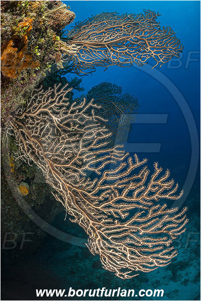 Jardines de la Reina, Cuba, Caribbean sea, Atlantic ocean, Iciligorgia schrammi, Iciligorgia, Anthothelidae, Black Sea Fan, Deep-water Sea Fan, Sea fan, Coral, Cnidaria, Cnidarian, Reef