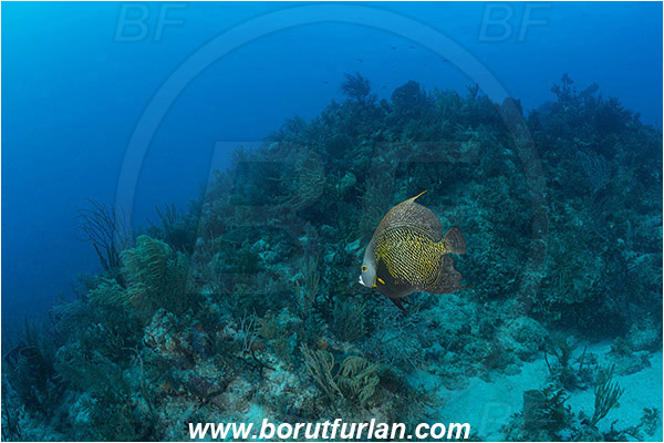 Jardines de la Reina, Cuba, Caribbean sea, Atlantic ocean, Pomacanthus paru, Pomacanthus, Pomacanthidae, French angelfish, Angelfish, Fish