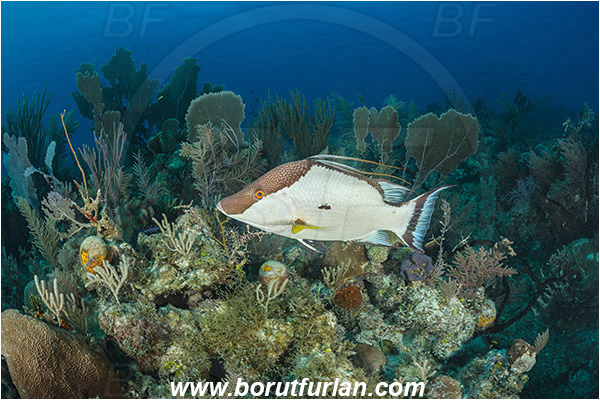 Jardines de la Reina, Cuba,  Atlantic ocean, Lachnolaimus maximus, Lachnolaimus, Labridae, Hogfish, Wrasse, Fish, Reef