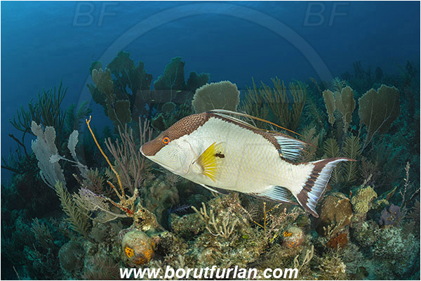 Jardines de la Reina, Cuba,  Atlantic ocean, Lachnolaimus maximus, Lachnolaimus, Labridae, Hogfish, Wrasse, Fish, Reef