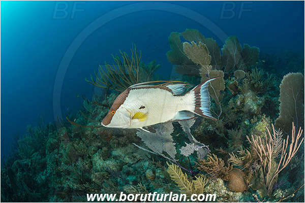 Jardines de la Reina, Cuba,  Atlantic ocean, Lachnolaimus maximus, Lachnolaimus, Labridae, Hogfish, Wrasse, Fish, Reef