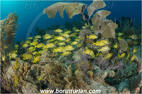 Jardines de la Reina, Cuba, Caribbean reef shark, Atlantic ocean, Haemulon flavolineatum, Haemulon, Haemulidae, French grunt, Grunt, Fish, Fish school, Reef