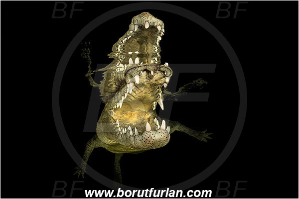 Jardines de la Reina, Cuba, Caribbean sea, Atlantic ocean, Crocodylus acutus, Crocodylus, Crocodylidae, Reptilia, Reptilian, American crocodile, Crocodile, Portrait, Surface, Reflection, Open mouth