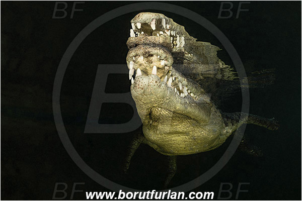 Jardines de la Reina, Cuba, Caribbean sea, Atlantic ocean, Crocodylus acutus, Crocodylus, Crocodylidae, Reptilia, Reptilian, American crocodile, Crocodile, Portrait, Surface, Reflection