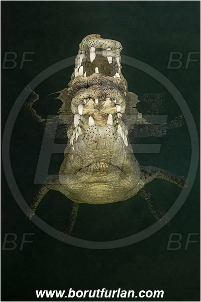 Jardines de la Reina, Cuba, Caribbean sea, Atlantic ocean, Crocodylus acutus, Crocodylus, Crocodylidae, Reptilia, Reptilian, American crocodile, Crocodile, Portrait, Surface, Reflection
