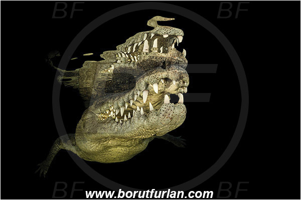 Jardines de la Reina, Cuba, Caribbean sea, Atlantic ocean, Crocodylus acutus, Crocodylus, Crocodylidae, Reptilia, Reptilian, American crocodile, Crocodile, Portrait, Surface, Reflection