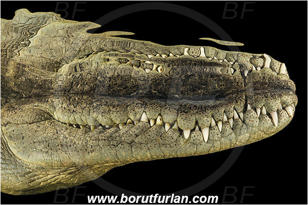 Jardines de la Reina, Cuba, Caribbean sea, Atlantic ocean, Crocodylus acutus, Crocodylus, Crocodylidae, Reptilia, Reptilian, American crocodile, Crocodile, Portrait, Surface, Reflection, Abstract