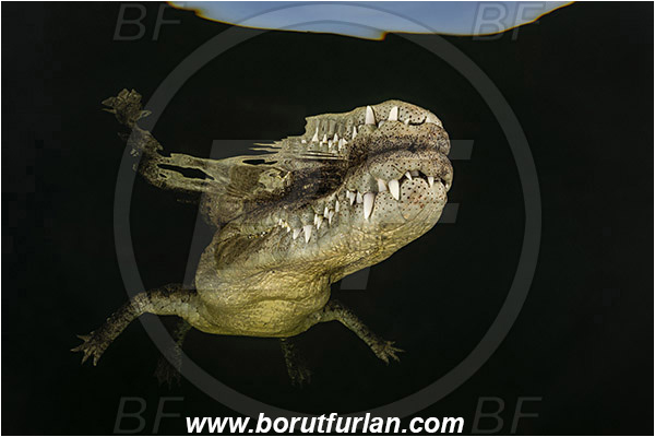 Jardines de la Reina, Cuba, Caribbean sea, Atlantic ocean, Crocodylus acutus, Crocodylus, Crocodylidae, Reptilia, Reptilian, American crocodile, Crocodile, Portrait, Surface, Reflection