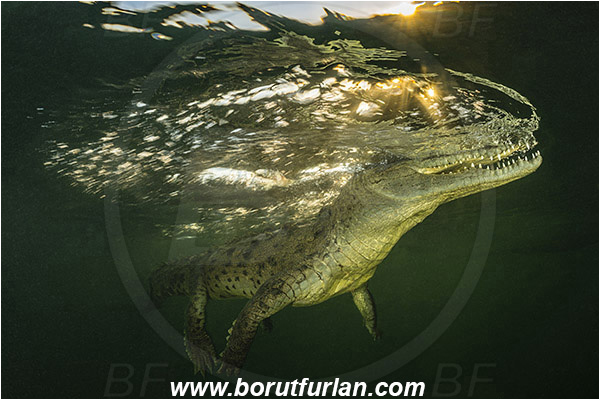 Jardines de la Reina, Cuba, Caribbean sea, Atlantic ocean, Crocodylus acutus, Crocodylus, Crocodylidae, Reptilia, Reptilian, American crocodile, Crocodile, Surface
