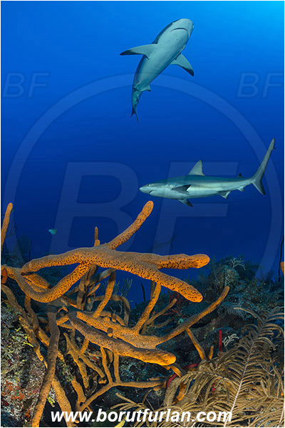 Jardines de la Reina, Cuba, Caribbean sea, Atlantic ocean, Aplysina fulva, Aplysina, Aplysinidae, Scattered pore rope sponge, Sponge, Porifera, Carcharhinus perezii, Carcharhinus, Carcharhinidae, Elasmobranchii, Caribbean reef shark, Shark, Fish, Reef