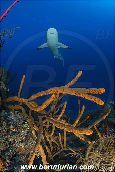 Jardines de la Reina, Cuba, Caribbean sea, Atlantic ocean, Aplysina fulva, Aplysina, Aplysinidae, Scattered pore rope sponge, Sponge, Porifera, Carcharhinus perezii, Carcharhinus, Carcharhinidae, Elasmobranchii, Caribbean reef shark, Shark, Fish, Reef