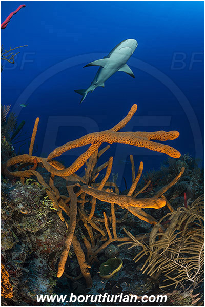 Jardines de la Reina, Cuba, Caribbean sea, Atlantic ocean, Aplysina fulva, Aplysina, Aplysinidae, Scattered pore rope sponge, Sponge, Porifera, Carcharhinus perezii, Carcharhinus, Carcharhinidae, Elasmobranchii, Caribbean reef shark, Shark, Fish, Reef