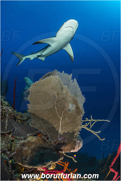 Jardines de la Reina, Cuba, Caribbean sea, Atlantic ocean, Gorgonia flabellum, Gorgonia, Gorgoniidae, Venus Sea Fan, Sea fan, Coral, Cnidaria, Cnidarian, Carcharhinus perezii, Carcharhinus, Carcharhinidae, Elasmobranchii, Caribbean reef shark, Shark, Fish, Reef